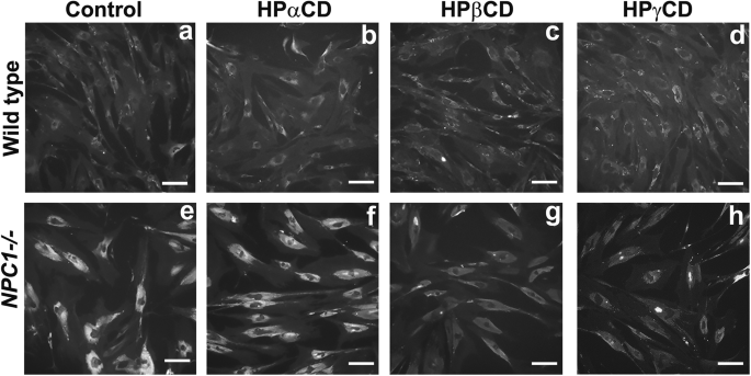 Hydroxypropyl-beta and -gamma cyclodextrins rescue cholesterol accumulation in Niemann–Pick C1 mutant cell via lysosome-associated membrane protein 1